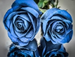 Blue Roses
