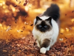 Autumn Stroll