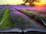 Book of Lavender