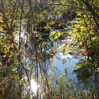 Marsh in October