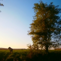 Dog and Three in autumn sunset