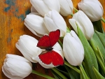 Wings on the tulips