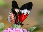 Butterfly red and white