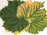 Grape Leaves changing colour