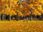 Deer in Park