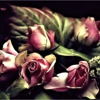 Lovely Roses