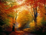 Autumn Forest