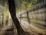 Sunbeams in Forest
