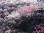 Plum Blossoms