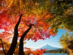 Fuji in Autumn