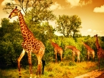 Giraffe team