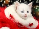 white kitten
