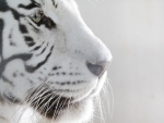 White tiger