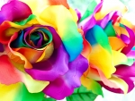 Colorful roses