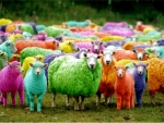Unity in diversity * Flock *