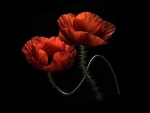 poppies