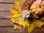 Happy Autumn!