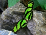 Longwing