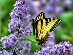 Lilacs and butterfly