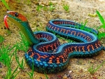 Red sided rattler