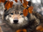 Autumn wolf