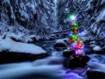 Christmas Spirit in Creek