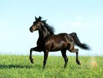 Black horse