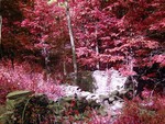 Pink forest