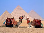 Camels at Giza