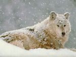 Snow Wolf