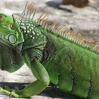 Wild iguana posing inside of an empty pool