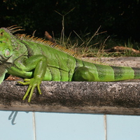 Wild green Iguana resting near an empty pool