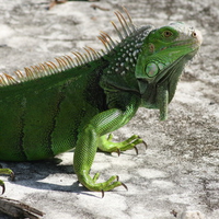 Wild iguana posing inside of an empty pool