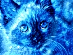 Blue Kitty â™¥