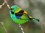 Colorful bird
