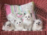 Kittens