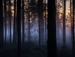 Foggy Forest Evening