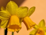 Daffodils after the rain.