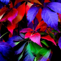 Autumn Leaves