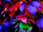 Autumn Leaves