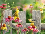 Pink and Gold - Goldfinches F1Cmp