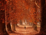 An autumn stroll in Srinagar, India