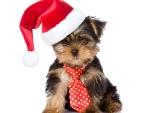 Christmas puppy