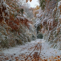 Snowy Autumn