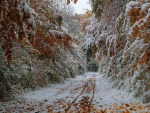 Snowy Autumn