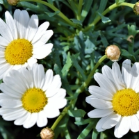 Daisies in the Sun