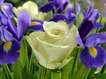 White Rose and Purple Iris