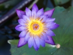 Tropical water lily