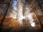 Fall Forest Sunrays