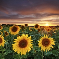 SUN FLOWER GARDEN